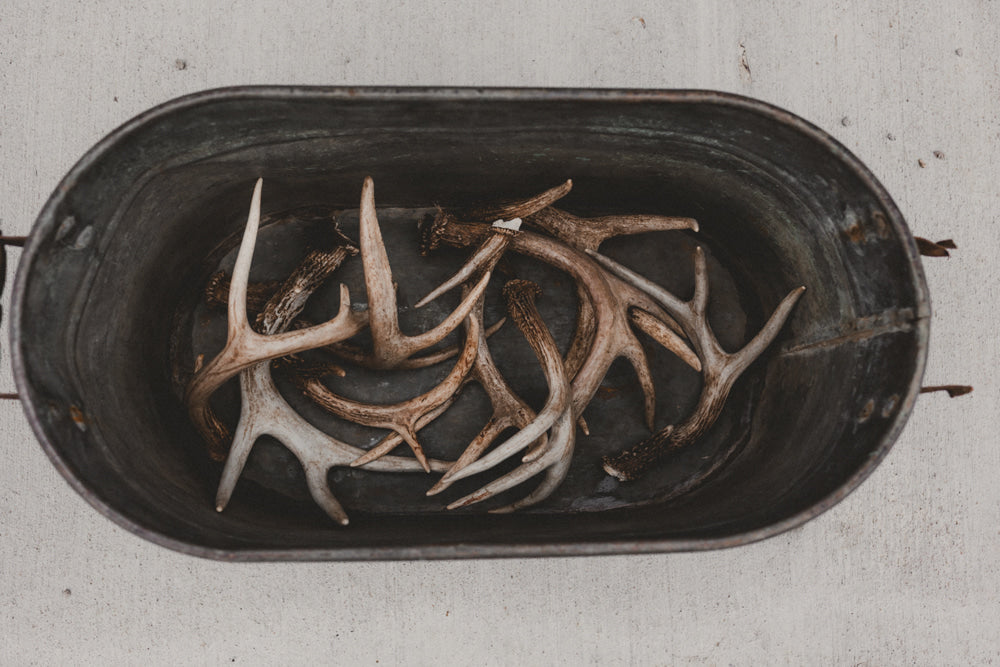 Deer Antler
