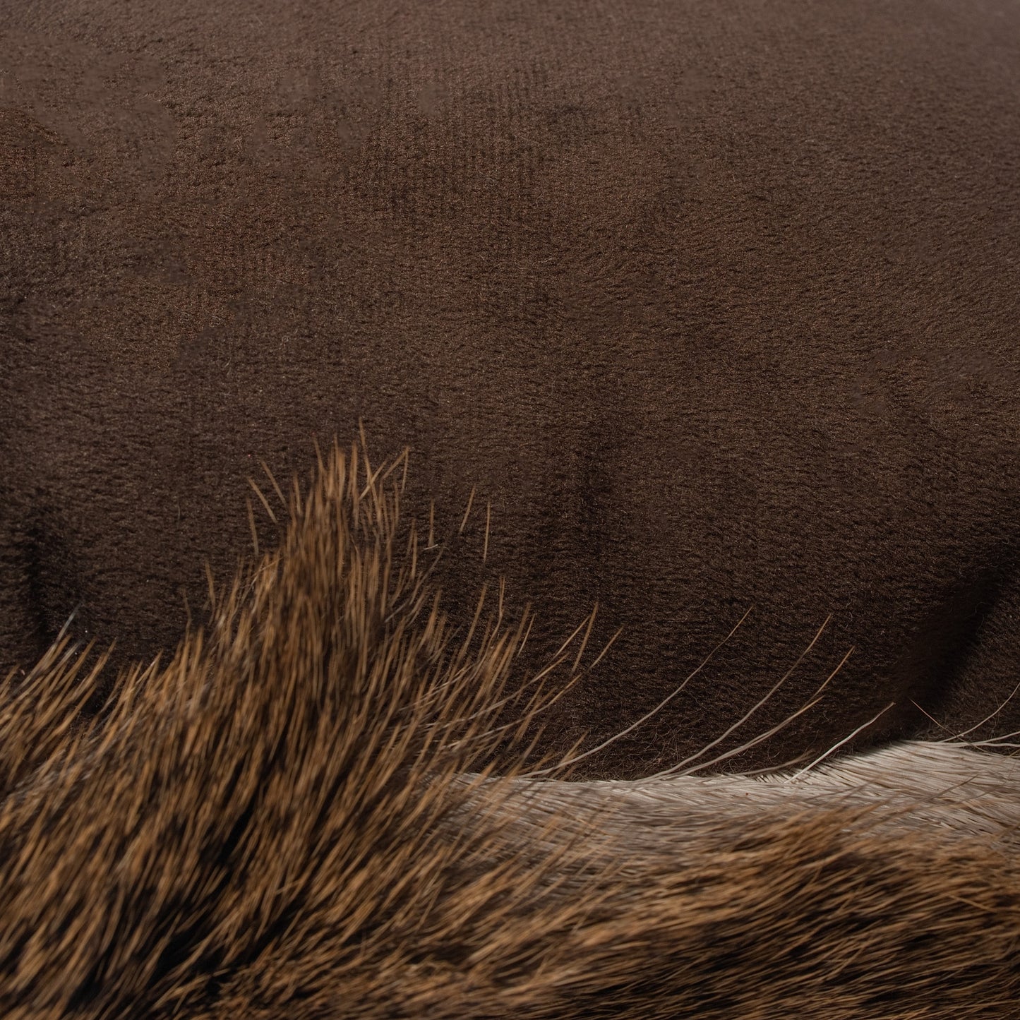 Hair-On Whitetail Deer Hide Lumbar Pillow - Filled